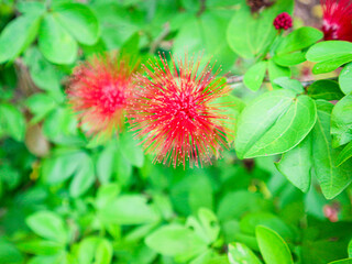 Red Powder Puff Flowers Blooming in Green Foliage Close Up Nature Beauty