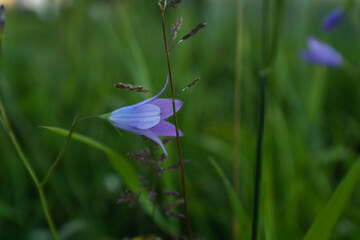 Harebell (Campanula rotundifolia) Wildflower with Delicate Blue-Violet Bell-Shaped Blossoms in a Green Meadow – Close-up Macro Nature Photo of Field Flowers in Summer