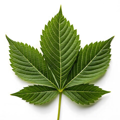 Green Palmately Compound Leaf with Five Leaflets