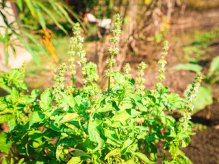 Fresh Basil Plant Growing Outdoors Green Leaves and Flowers in Garden