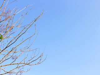 Bare tree branches against a bright blue sky nature background