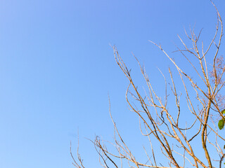Bare Tree Branches Reaching Towards Clear Blue Sky Nature Background