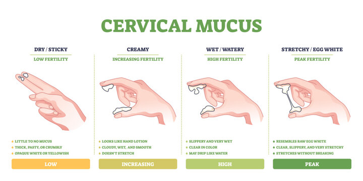 Cervical mucus diagram shows hand gestures and mucus types to illustrate fertility stages and mucus texture changes. Outline diagram
