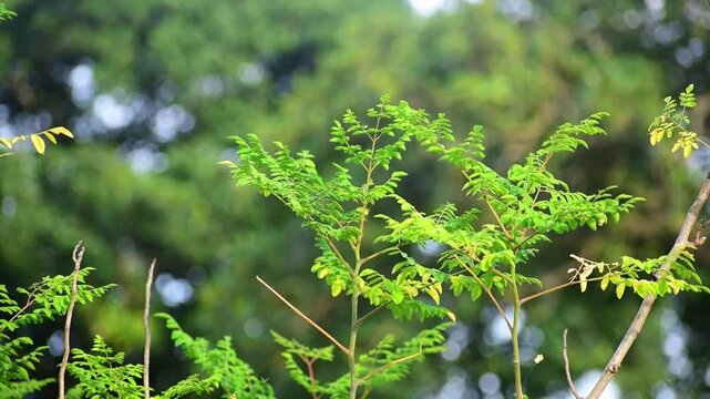 Close up of green moringa leaves on tree branch in a farm. Drumstick leaves.