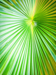 Fototapeta premium Vibrant Green Palm Leaf Close Up Nature Background Abstract Texture