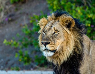 Lion portrait in nature