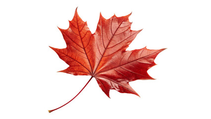 A vibrant red maple leaf isolated on transparent background, showcasing the beauty of autumn