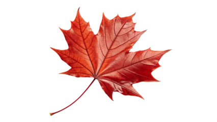 A vibrant red maple leaf isolated on transparent background, showcasing the beauty of autumn