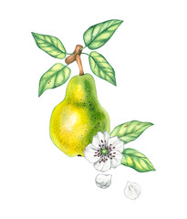 Watercolor pears with blooming white flowers isolated on white. Fruits of pear hand drawn. Pear design of fabrics, packaging, textiles, postcards, banners, etc. Pear plant