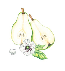 Watercolor pears with blooming white flowers isolated on white. Fruits of pear hand drawn. Pear design of fabrics, packaging, textiles, postcards, banners, etc. Pear plant