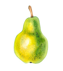 Watercolor pears isolated on white. Fruits of pear hand drawn. Pear design of fabrics, packaging, textiles, postcards, banners, etc. Pear plant