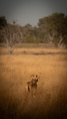 Lioness of Botswana