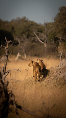 Lioness of Botswana