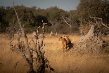Lioness of Botswana