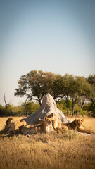 Lioness of Botswana