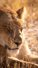 Lioness of Botswana
