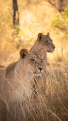 Lioness of Botswana