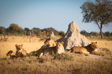 Lioness of Botswana