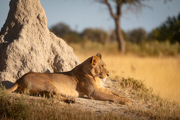 Lioness of Botswana