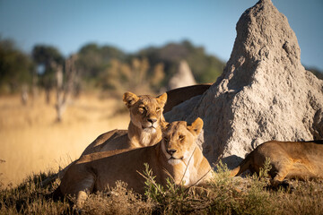 Lioness of Botswana