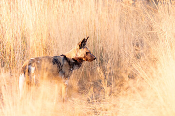 Wild dogs in the bush of Botswana