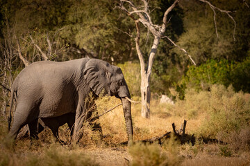 Elephants in the bush (Botswana)