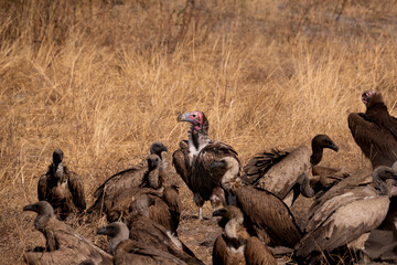 Vultures in Botswana. Lappet-faced and white-backed vultures.
