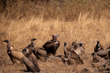 Vultures in Botswana. Lappet-faced and white-backed vultures.