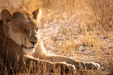 BigL lioness of Botswana