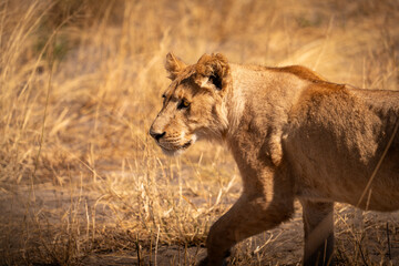 Young lion of Botswana