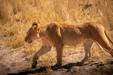 Young lion of Botswana