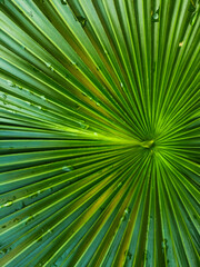 Obraz premium Vibrant Green Palm Leaf Close Up Nature Background Texture Abstract