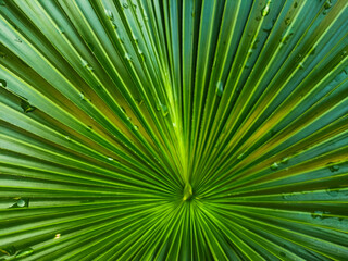 Fototapeta premium Close Up Fan Palm Leaf Green Nature Background Texture Pattern Tropical
