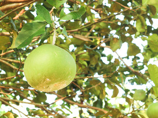 Green pomelo fruit hanging on a tree branch in natural sunlight