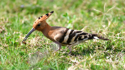 Hoopoe Bird Catching Insect in Green Grass - Wildlife Foraging