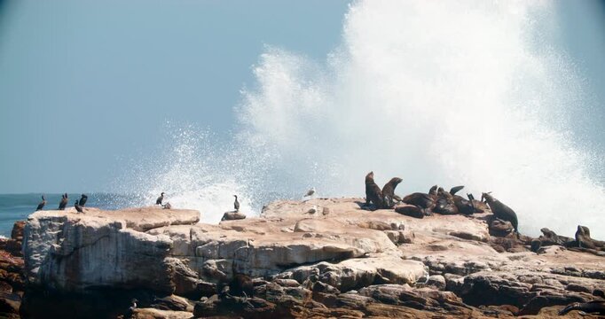 Tranquil wildlife moment at Cape of Good Hope, South Africa. Cape Fur Seals lounging on rocky outcrops as gentle ocean waves roll in, captured in cinematic slow motion under natural daylight
