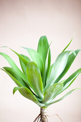 Obraz premium Agave Plant Close-Up on Neutral Background