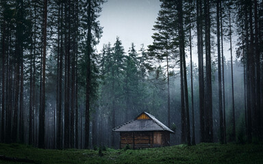 A lonely hut in the middle of the forest with a quiet atmosphere