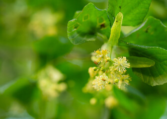 Linden tree flowers clusters, small-leaved linden in bloom. Small-leaved lime (Tilia cordata) flowers and buds between leaves on summer. Pharmacy, apothecary, healing herbal tea, aromatherapy. 