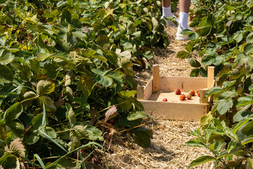 Wooden crate with strawberries in a strawberry field.

