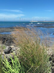 beach and grass