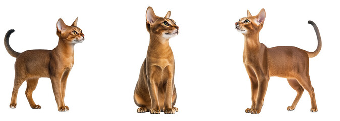 Abyssinian Cat Set Isolated on Transparent Background. PNG.