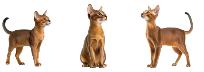 Abyssinian Cat Set Isolated on Transparent Background. PNG.
