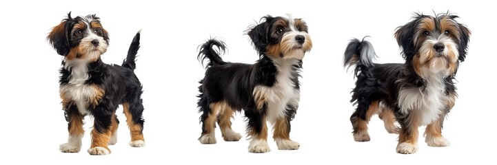Shih Tzu Dog Set Isolated on Transparent Background. PNG.