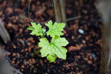 Young bitter gourd plant with vibrant green leaves growing in soil, under natural light.