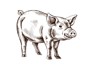 Hand drawn vintage sketch of domestic pig in engraving style, monochrome farm animal illustration isolated on white