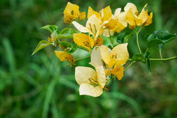 Close-up of yellow bougainvillea flowers and green leaves on a branch, showcasing vibrant petals and delicate natural beauty.