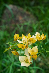 Close-up of yellow bougainvillea flowers and green leaves on a branch, showcasing vibrant petals and delicate natural beauty.