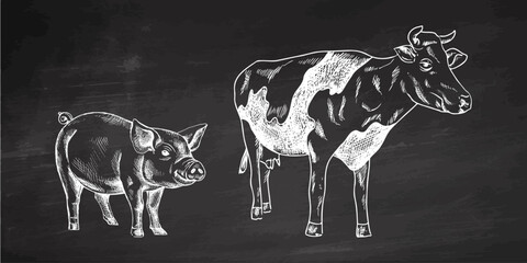 Hand drawn vintage sketch of cow and pig in white chalk engraving style on chalkboard background