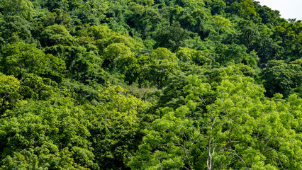 Green forest with evergreen tree top canopy over the hills 2